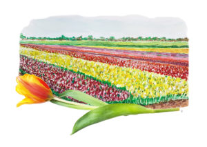 Tulips tulp bollenvelden typical dutch hollands