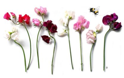 Lathyrus odoratus bloemen flowers pronkerwt kaart postcard bumblebee hommel geur