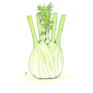 ansichtkaart postcard vegetable nice and fun drawing sweet venkel fennel love liefde vegetable groente