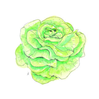 ansichtkaart postcard vegetable nice and fun drawing sla lettuce geslaagd succeeded rijbewijs diploma middelbare school gehaald
