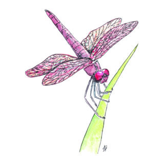 ansichtkaart postcard vegetable nice and fun drawing sweet dragonfly libelle contact bellen phone