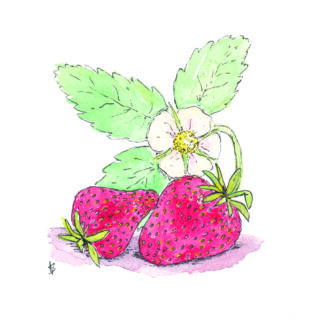 ansichtkaart postcard vegetable nice and fun drawing sweet strawberry aardbei aardig strawberries aardbeien