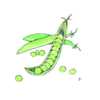 ansichtkaart postcard vegetable nice and fun drawing sweet doperwt topper pea you're super