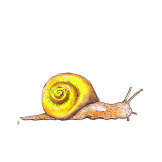 ansichtkaart postcard nice and fun drawing sweet slakkenhuis snail nieuw huis verhuisd new home